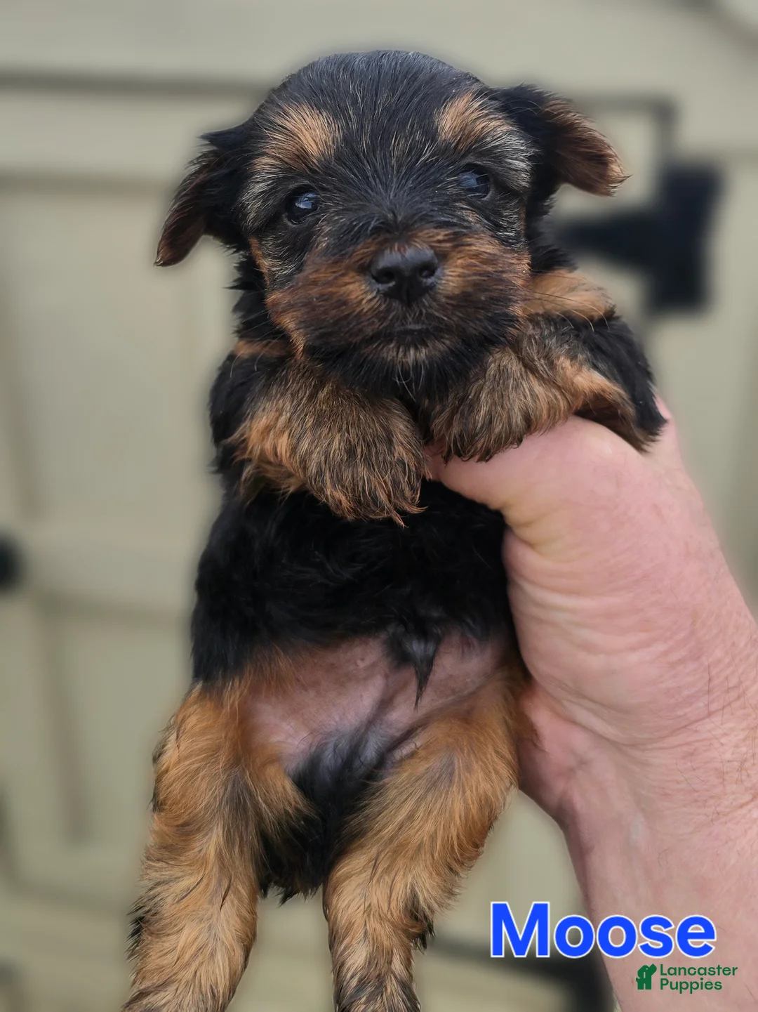 Yorkshire Terrier dogs for sale: Moose - Ad 1
