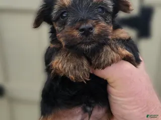 Yorkshire Terrier dogs Moose - Ad 38