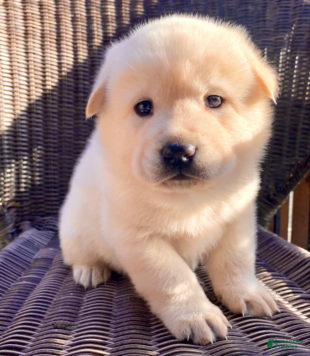 Mixed Breed dogs for sale: Chowski boy  - Ad 2