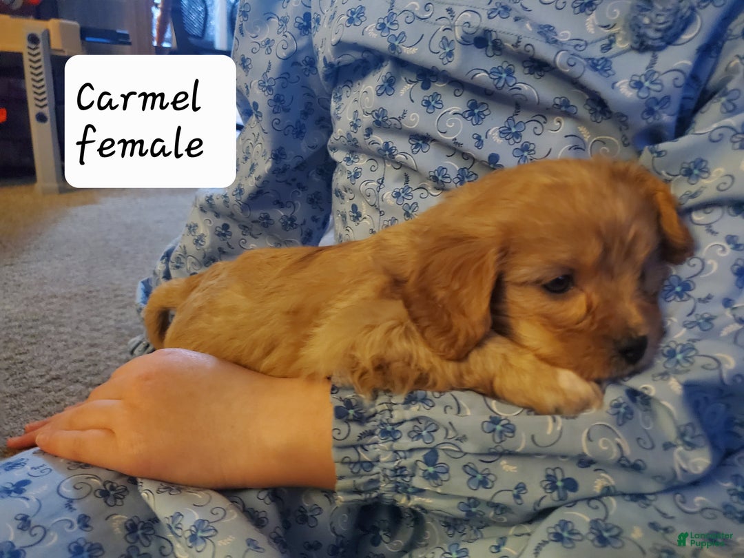 Cavachon dogs for sale: Caramel - Ad 5
