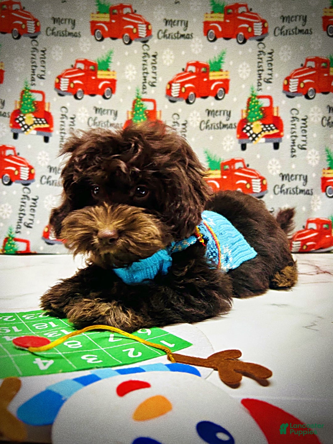 Havapoo dogs for sale: Yogi - Ad 4