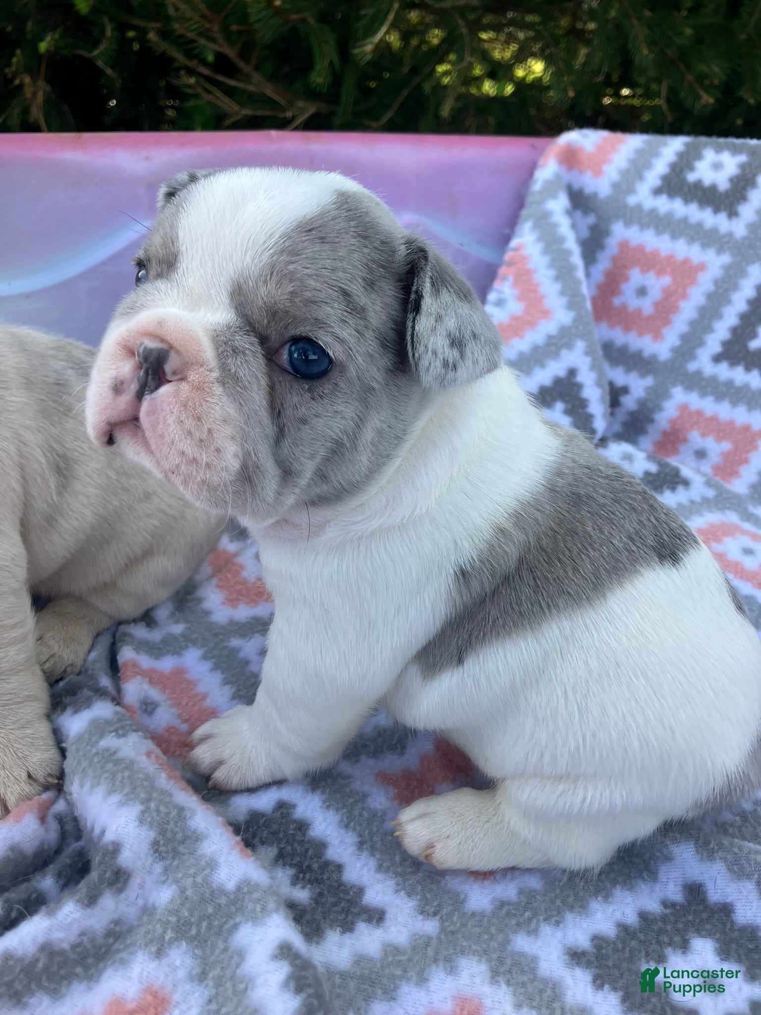French Bulldog dogs Blue merle pied - Ad 17