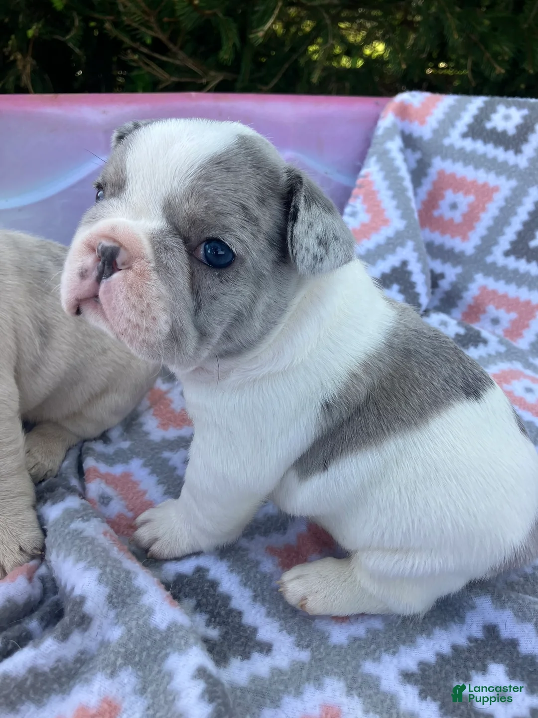French Bulldog dogs for sale: Blue merle pied - Ad 1