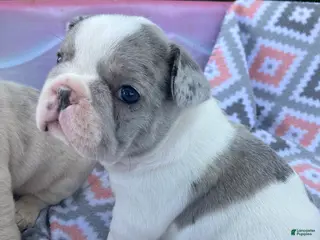 French Bulldog dogs Blue merle pied - Ad 32
