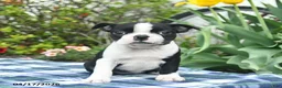 Boston Terrier dogs for sale: Violet  - Ad 1