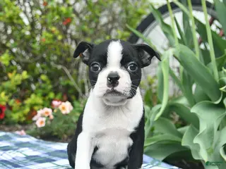 Boston Terrier dogs for sale: Violet - Ad 3