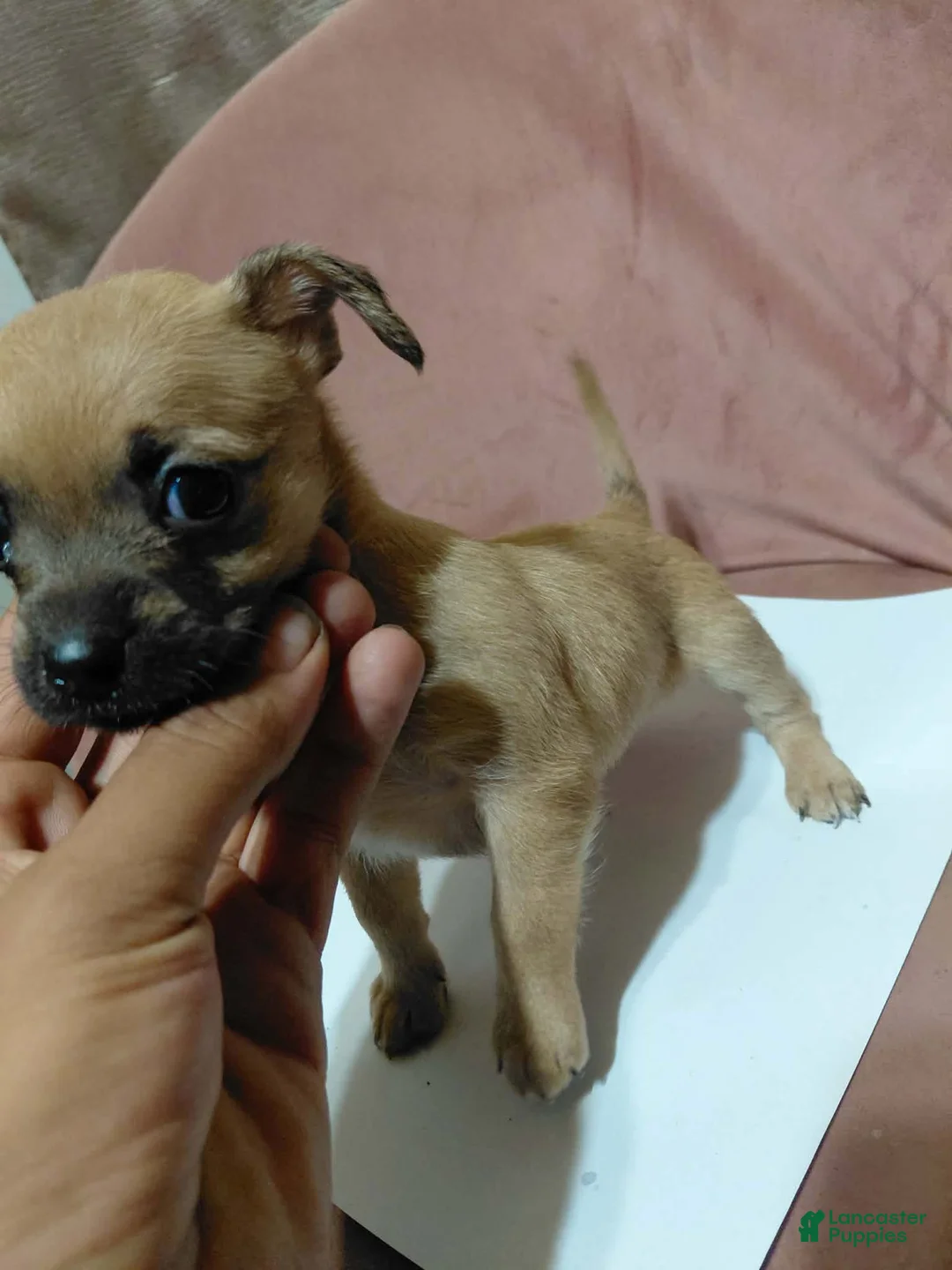 Chihuahua dogs for sale: 🩷MiniChihuahua🩷 - Ad 1