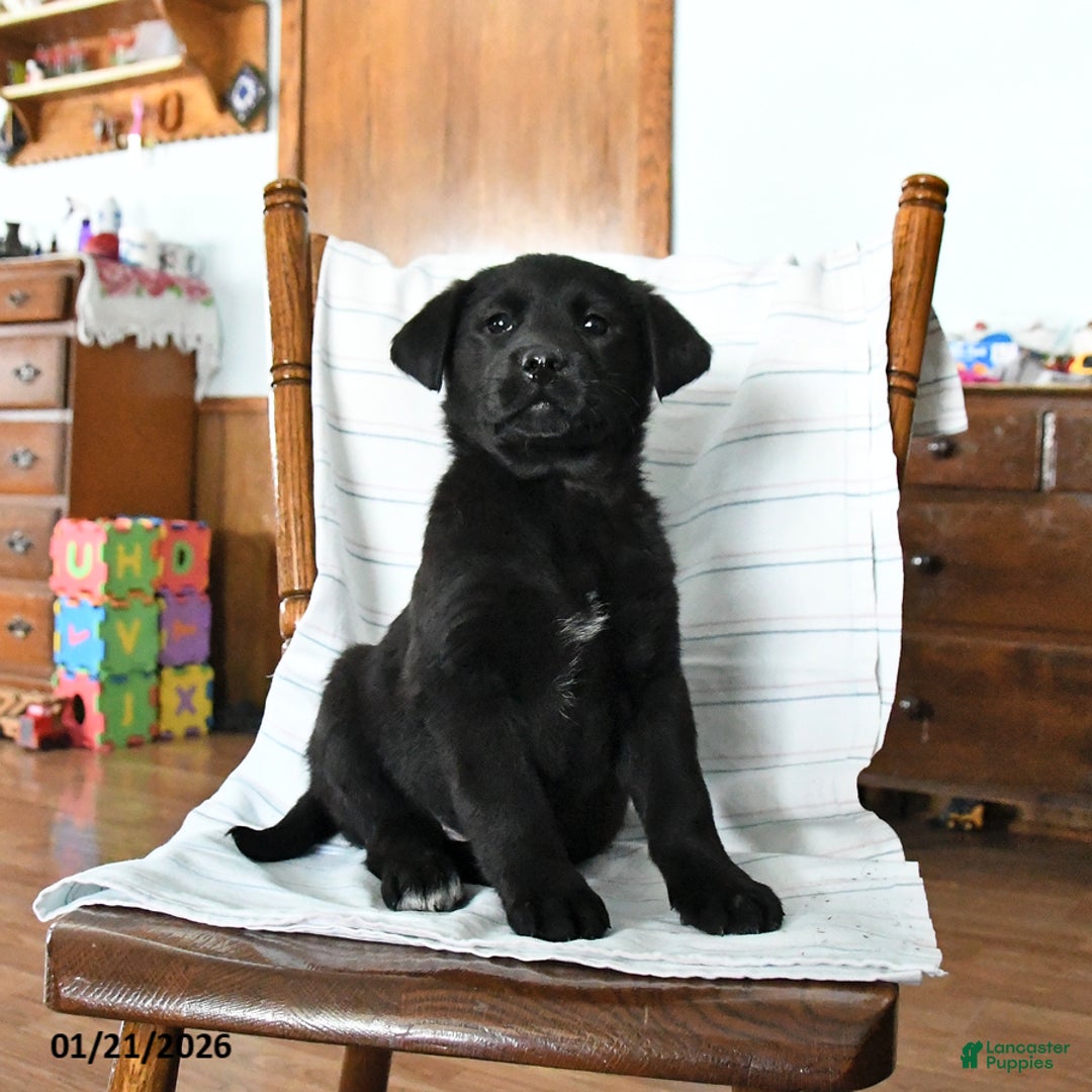 Mixed Breed dogs for sale: Rosie - Ad 3