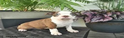 Boston Terrier dogs for sale: Roxy  - Ad 3