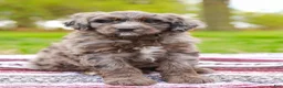 Aussiedoodle dogs for sale: Jax Standard - Ad 4