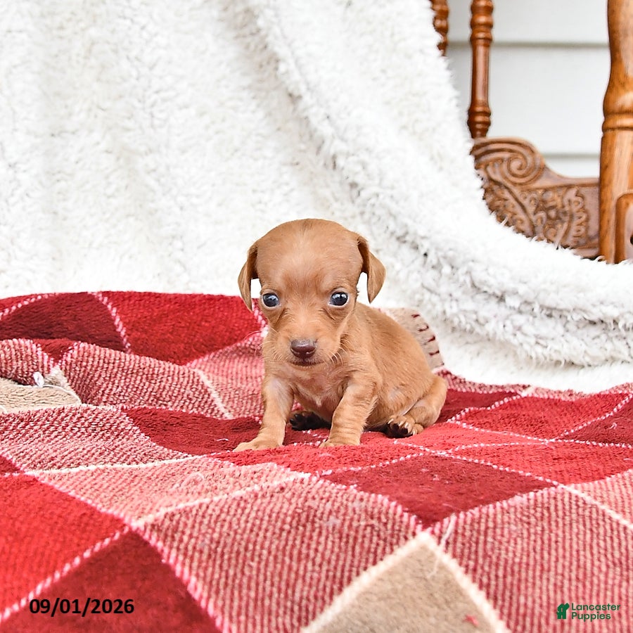 Miniature Dachshund dogs Graham - Ad 2