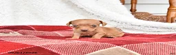 Miniature Dachshund dogs for sale: Graham - Ad 2