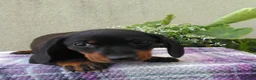 Dachshund dogs for sale: Lexi - Ad 7