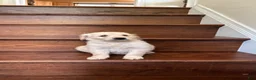 Golden Retriever dogs for sale: Hunter - Ad 1