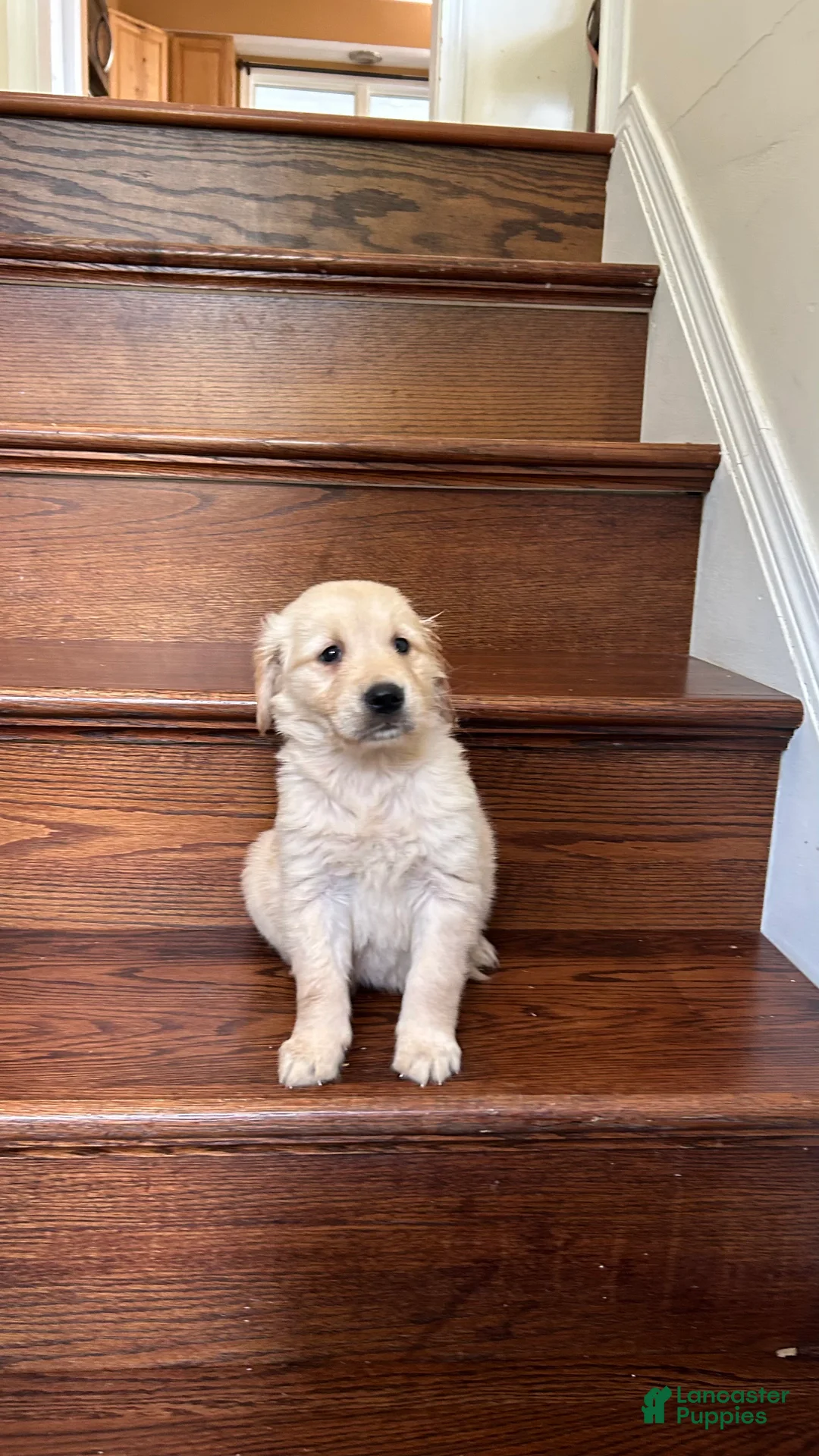 Golden Retriever dogs for sale: Hunter - Ad 1