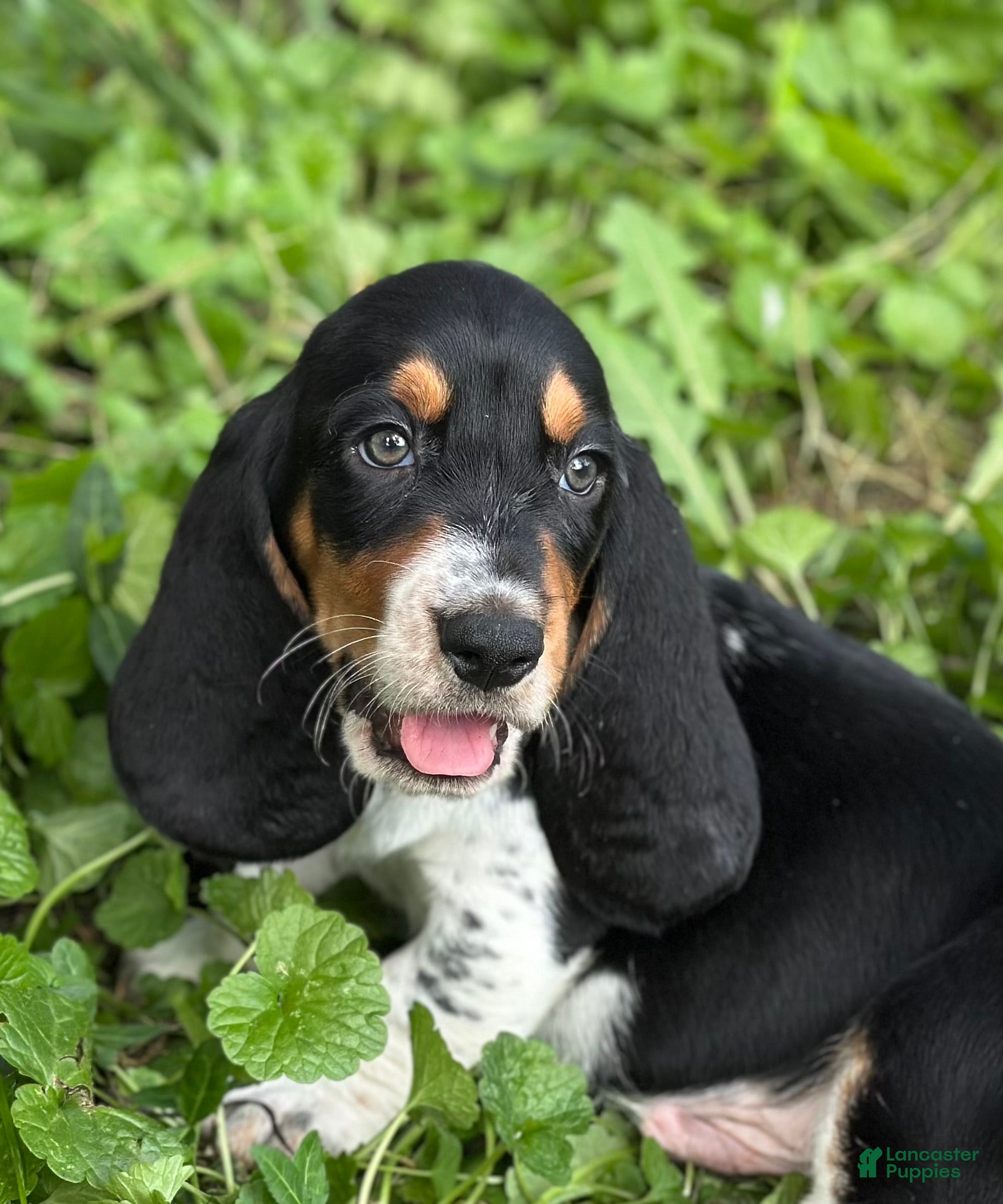 Basset Hound dogs Speck  - Ad 1