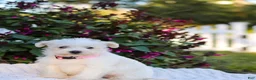 Mixed Breed dogs for sale: Powderpuff - Ad 5