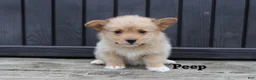 Corgipoo dogs for sale: Peep - Ad 3