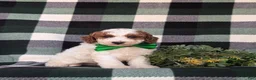 Miniature Poodle dogs for sale: Curtiss - Ad 3