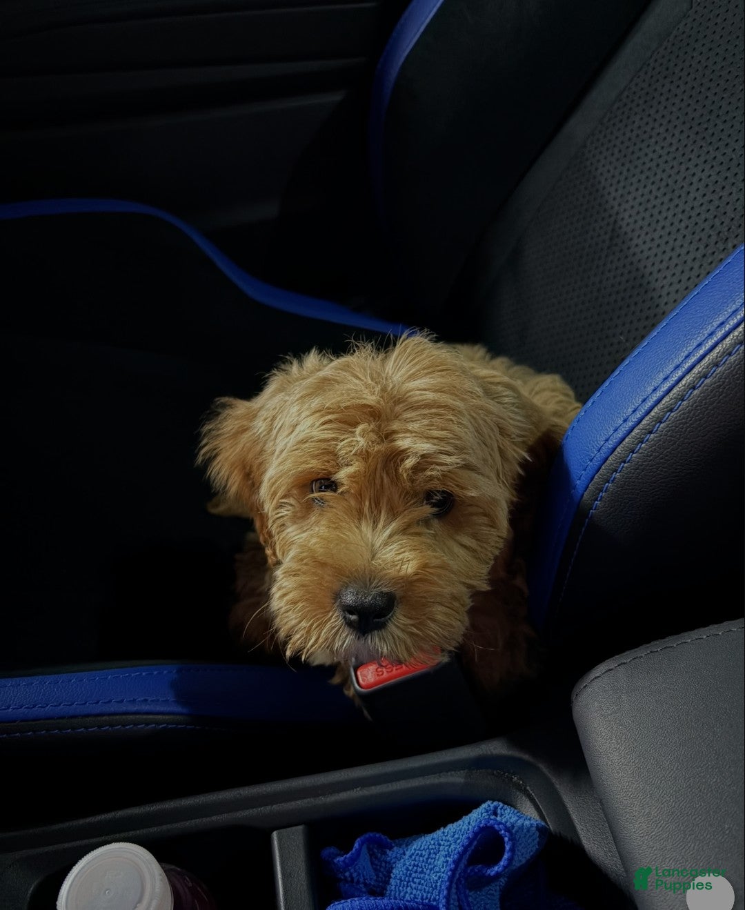 Cavapoo dogs Cavapoo 1 - Ad 1