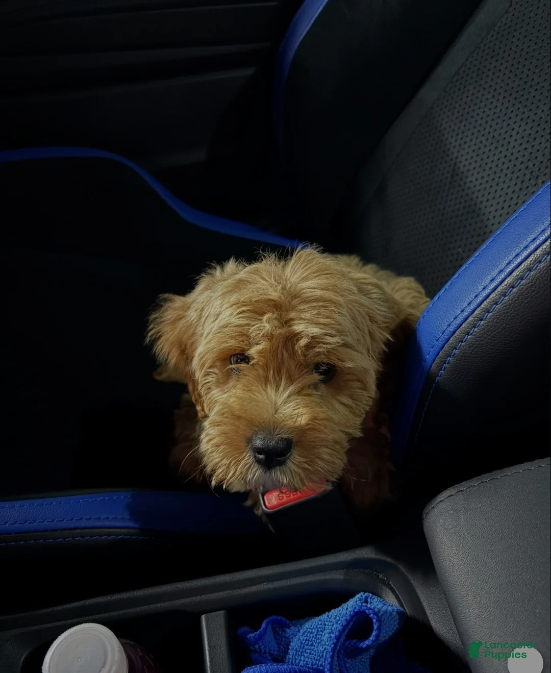 Cavapoo dogs for sale: Cavapoo 1 - Ad 1