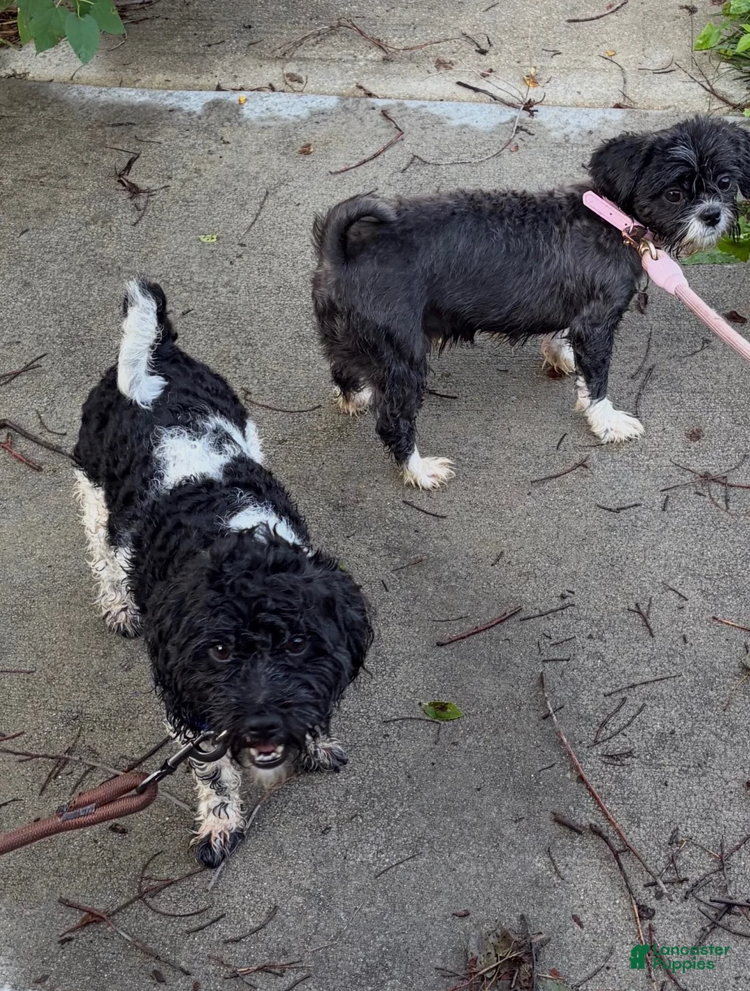 Shorkie dogs for sale: Shorkie 5 - Ad 9