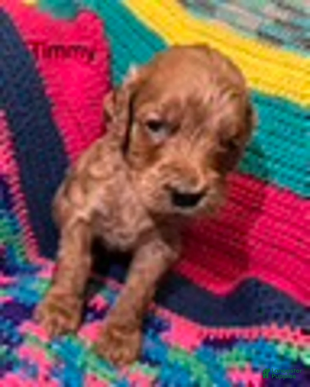 Goldendoodle dogs for sale: Timmy - Ad 1