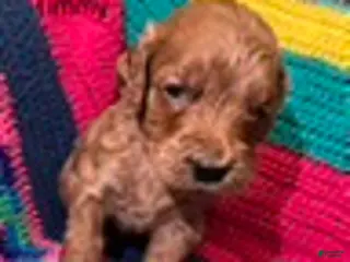 Goldendoodle dogs Timmy - Ad 3