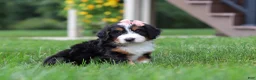 Mini Bernedoodle dogs for sale: Molly🎀 - Ad 3