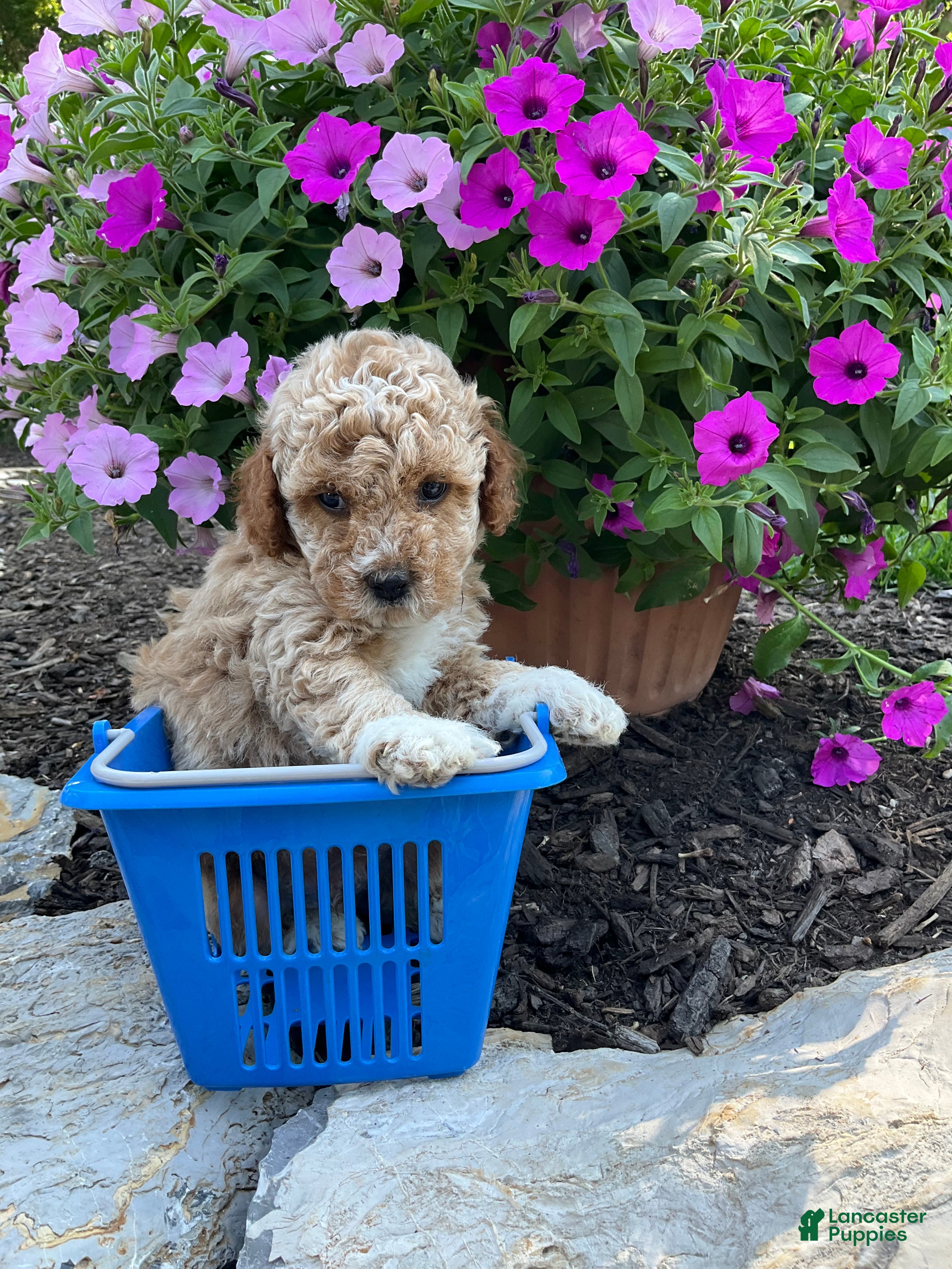Miniature Poodle dogs Chubby  - Ad 1
