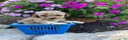 Miniature Poodle dogs for sale: Chubby  - Ad 1