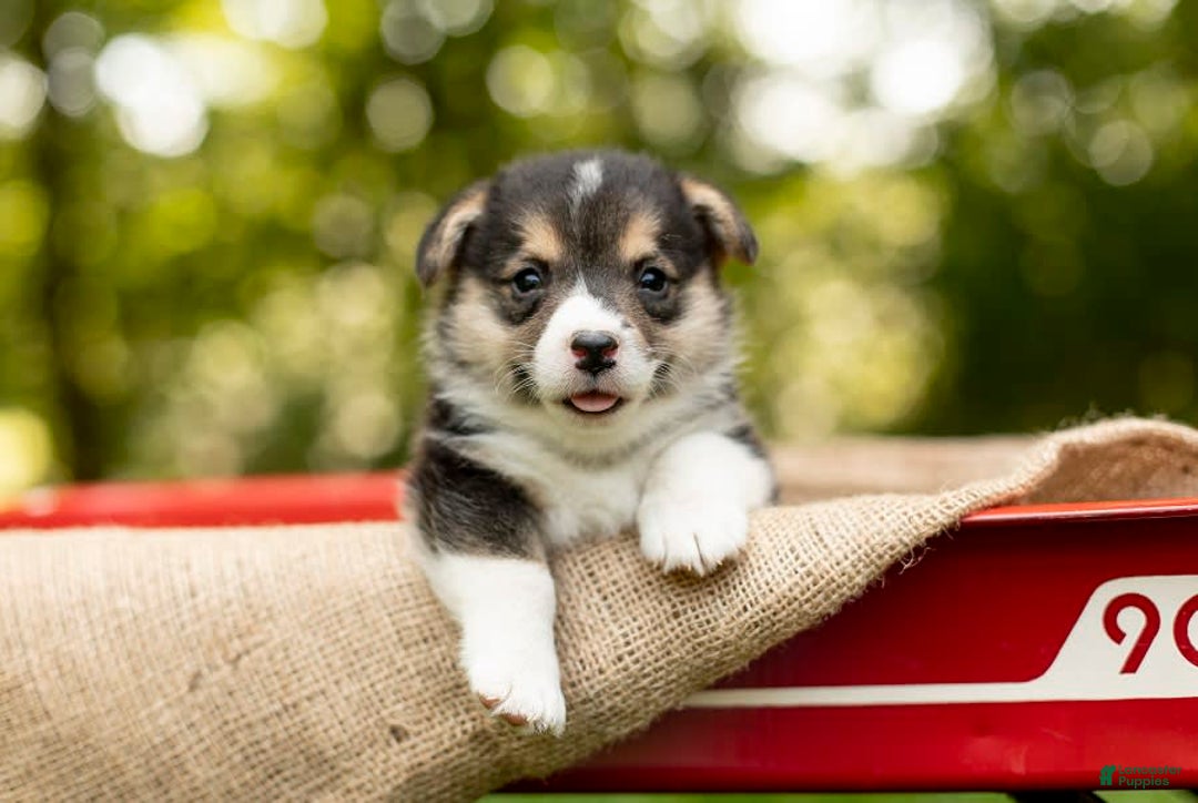 Gallery Image {{count}}