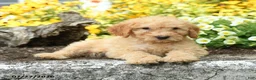 Mini Goldendoodle dogs for sale: Trudy - Ad 5