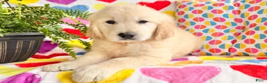 Remi