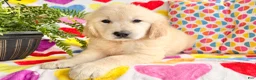 Golden Retriever dogs for sale: Remi - Ad 1