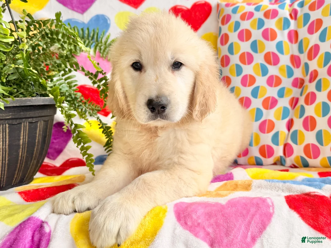 Golden Retriever dogs for sale: Remi - Ad 1