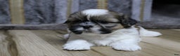Shih Tzu dogs for sale: Dallas - Ad 7