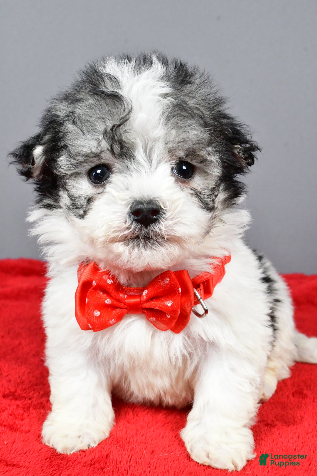 Havanese dogs for sale: Chestnut - Ad 7