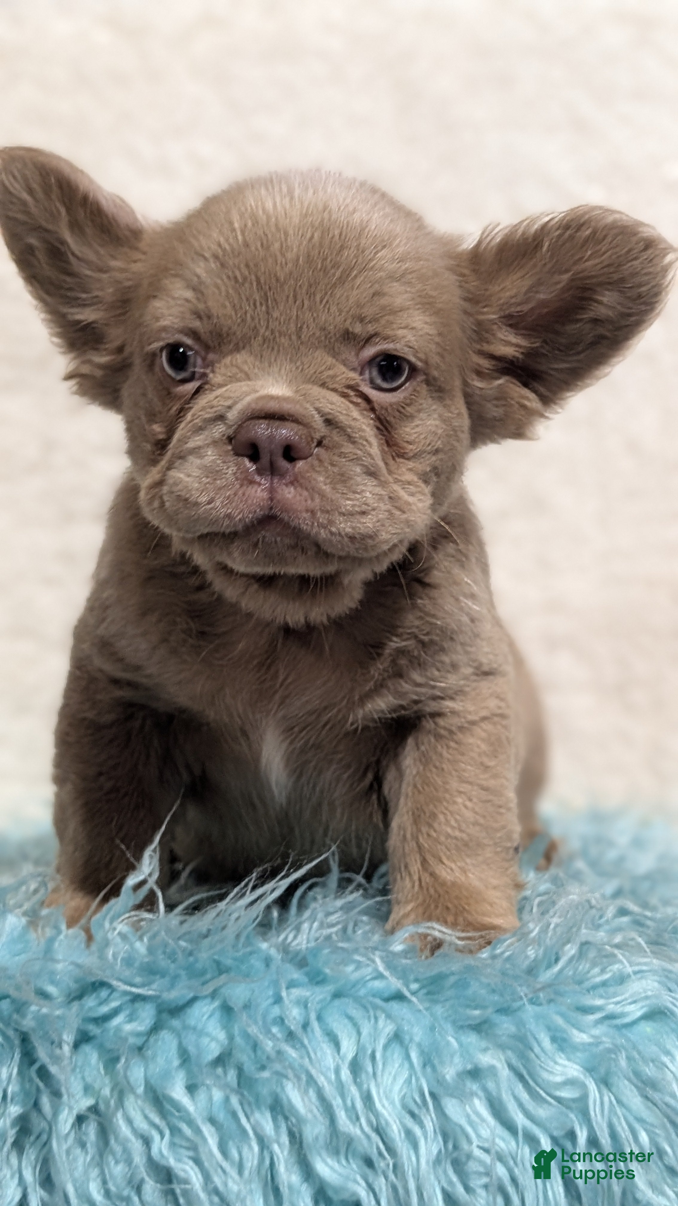 French Bulldog dogs Stella - Ad 2