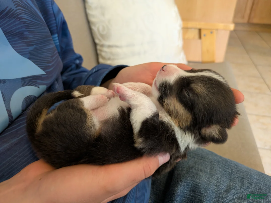 Welsh Corgi Pembroke dogs for sale: Lichen  - Ad 2
