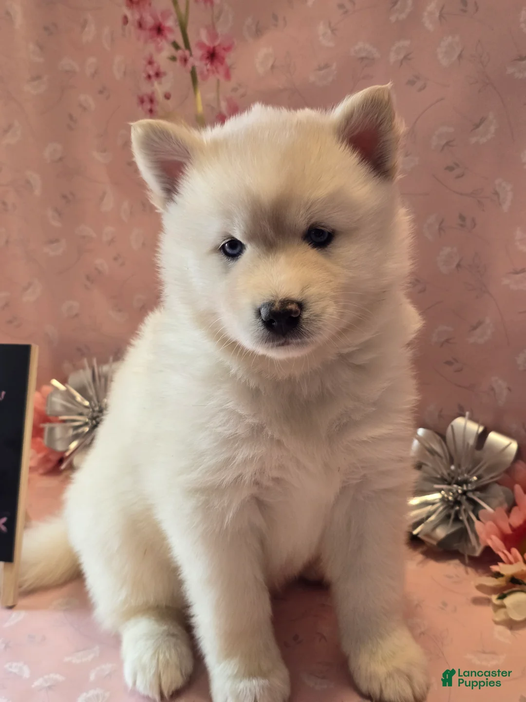 Pomsky dogs for sale: cinnamon sugar - Ad 7