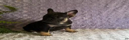 French Bulldog dogs for sale: Cricket - Ad 8
