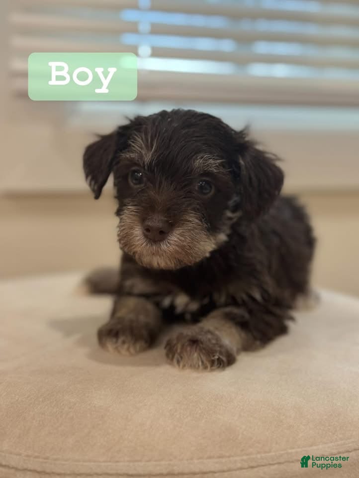 Miniature Schnauzer dogs Miniature Schnauzer Puppy 2 - Ad 23