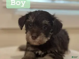 Miniature Schnauzer dogs Miniature Schnauzer Puppy 2 - Ad 23