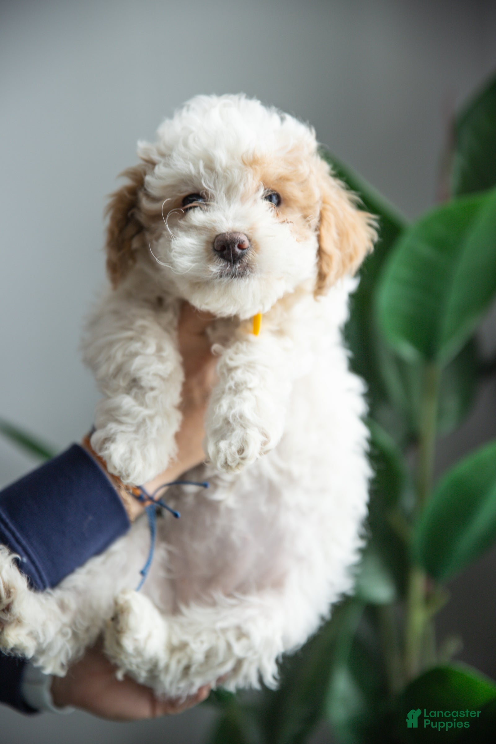 Cockapoo dogs Luna - Ad 1