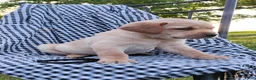 Labrador Retriever dogs for sale: Cole - Ad 2