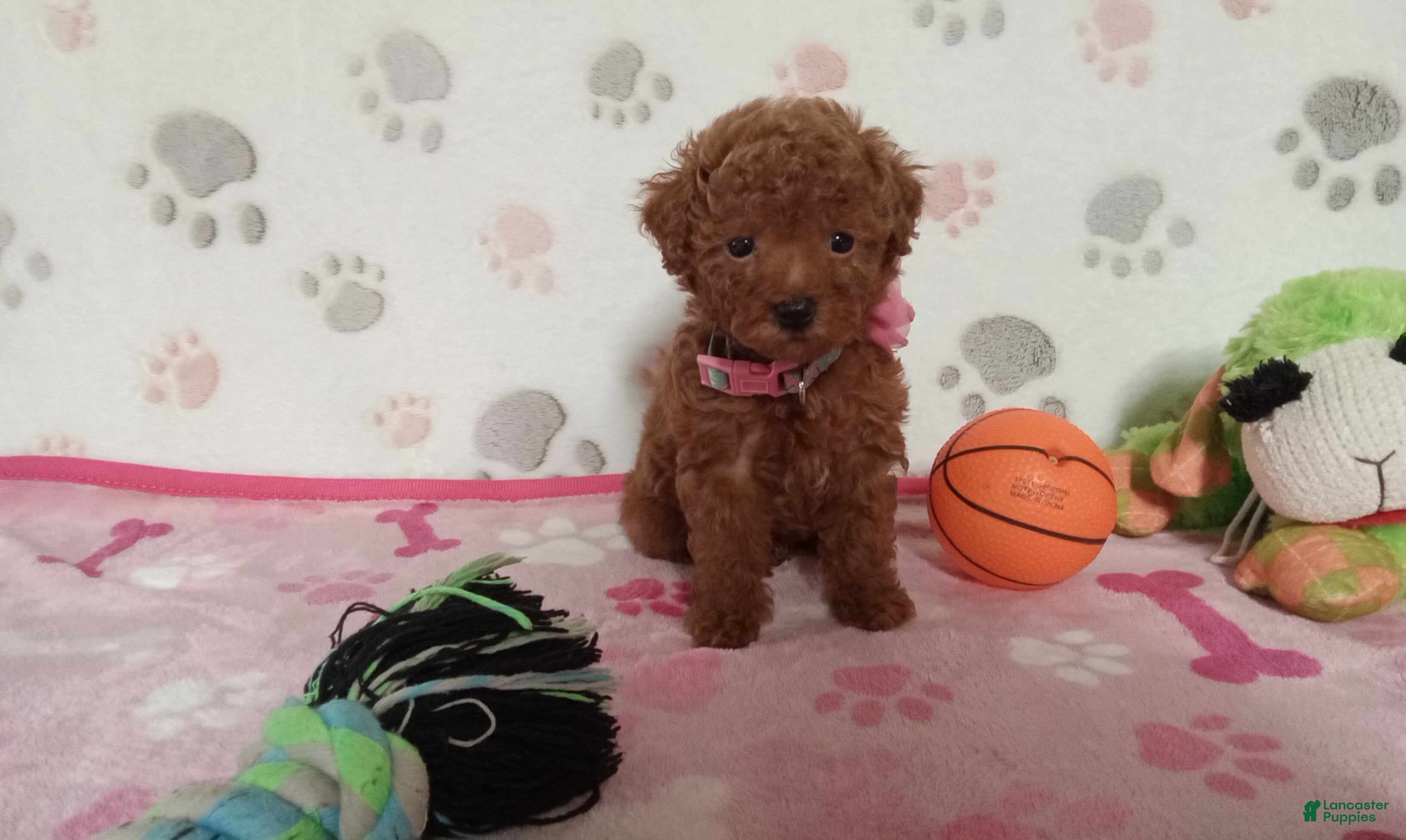 Toy Poodle dogs Berry  - Ad 2
