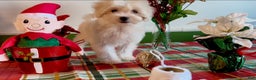 Shorkie dogs for sale: Shorkie Puppy 2 - Ad 3