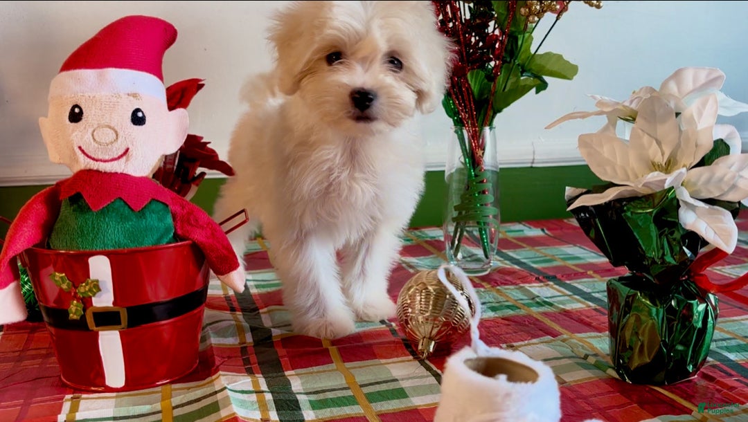 Shorkie dogs for sale: Shorkie Puppy 2 - Ad 3