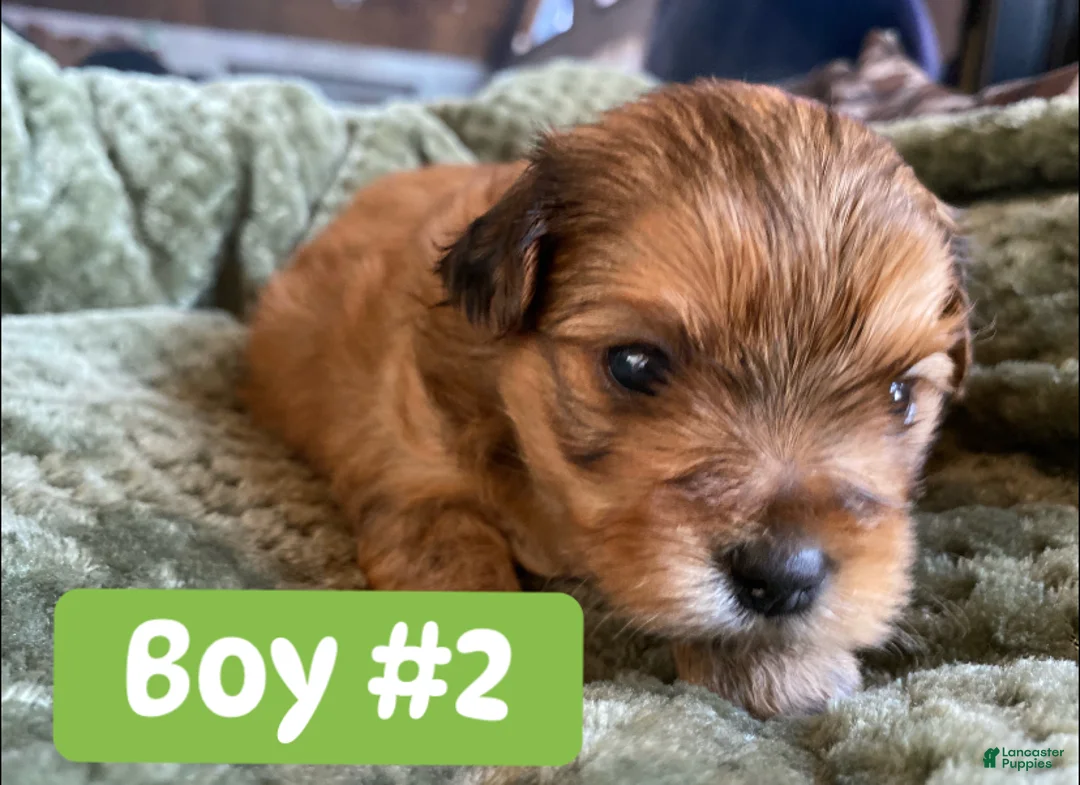 Mixed Breed dogs for sale: Mixed Breed Puppy 5 - Ad 1